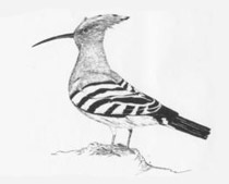 Upupa