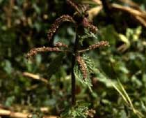 Urtica membranacea Poiret.