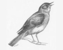 Usignolo