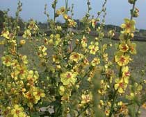 Verbascum sinuatum L.