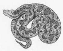 Vipera comune