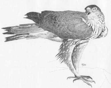 Aquila del Bonelli