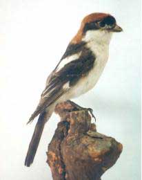 Averla capirossa