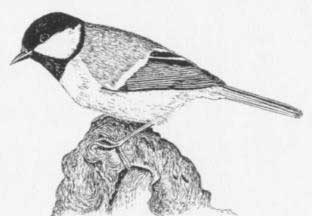 Cinciallegra