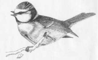 Cinciarella