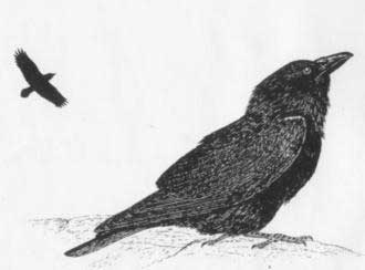 Corvo imperiale