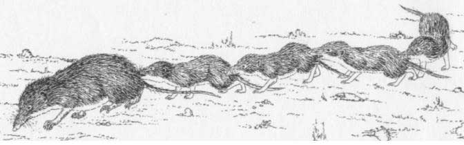 Crocidura