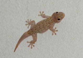 Geco