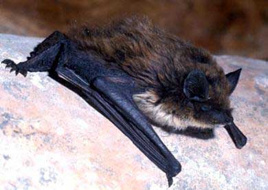 Pipistrello albolimbato