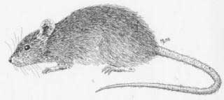Ratto nero