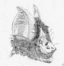 Rinofolo minore