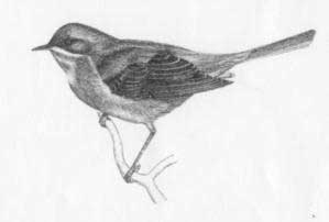 Sterpazzolina