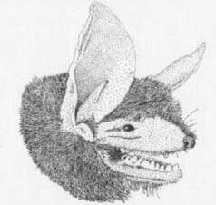 Vespertilio maggiore