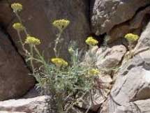 Helichrysum rupestre