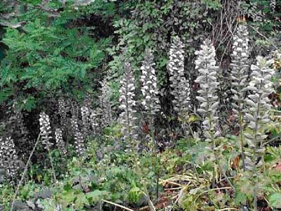 Acanthus mollis L.