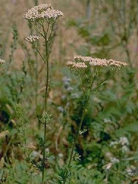 Achillea ligustica All.