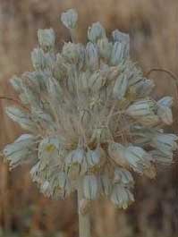 Allium palles (Liliaceae)