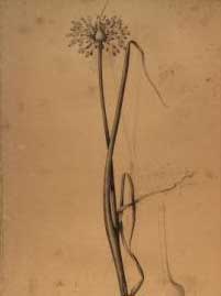 Allium palles (Liliaceae)