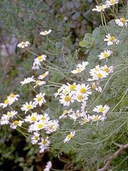 ANTHEMIS CUPANIANA TOD. (ASTERACEAE)