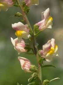 Antirrhinum siculum