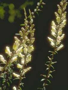 Antirrhinum siculum