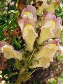 Antirrhinum siculum