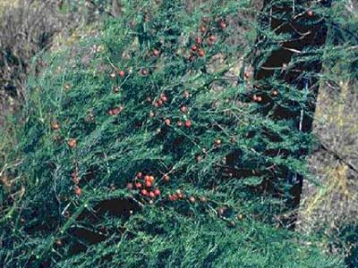 Asparagus officinalis L.