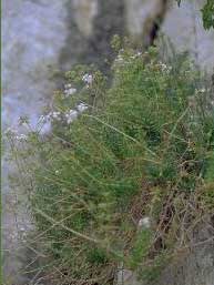 Asperula rupestris