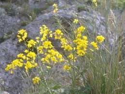 Brassica drepanensis