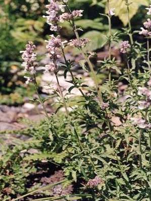 Calamintha nepeta L. Savi