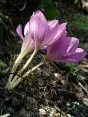 Colchicum bivonae