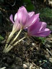 Colchicum bivonae