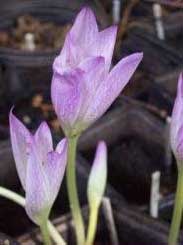 Colchicum bivonae