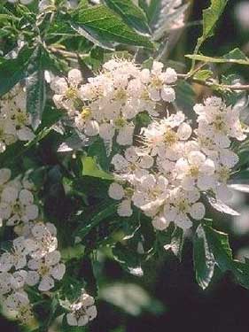Crataegus monogyna Jacq.