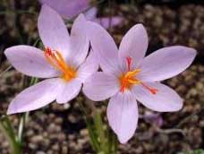 Crocus longiflorus