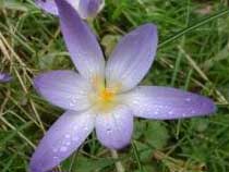 Crocus longiflorus