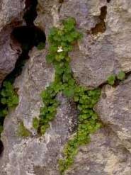 Cymbalaria pubescens