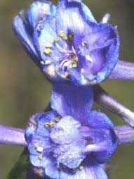 Delphinium emarginatum
