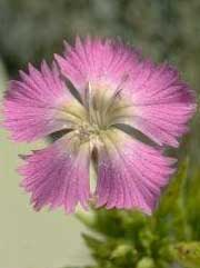 Dianthus rupicola