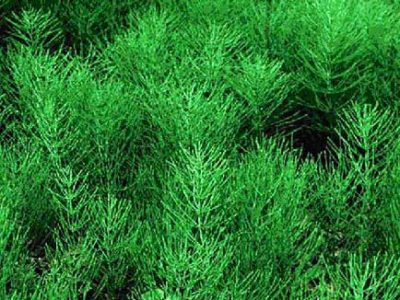 Equisetum arvense L.