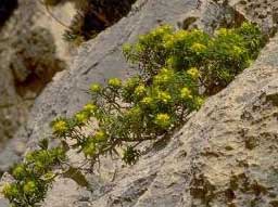 Euphorbia bivonae