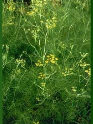 Foeniculum vulgare