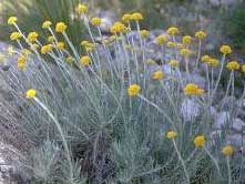 Helichrysum pendulum