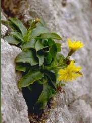 Hieracium cophanense