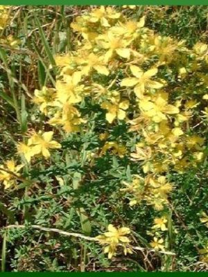 Hypericum perforatum L.