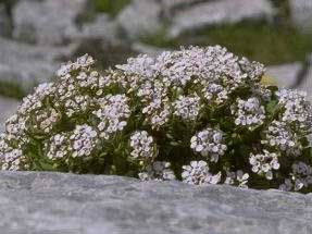 Iberis semperflorens L.