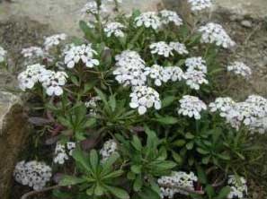 Iberis semperflorens L.
