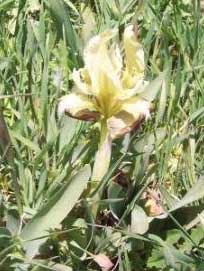 Iris pseudopumila Tineo