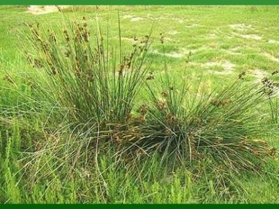 Juncus acutus L.