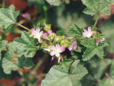Malva nicaeensis All.